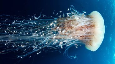 Що робити, якщо отримали опік від медузи?